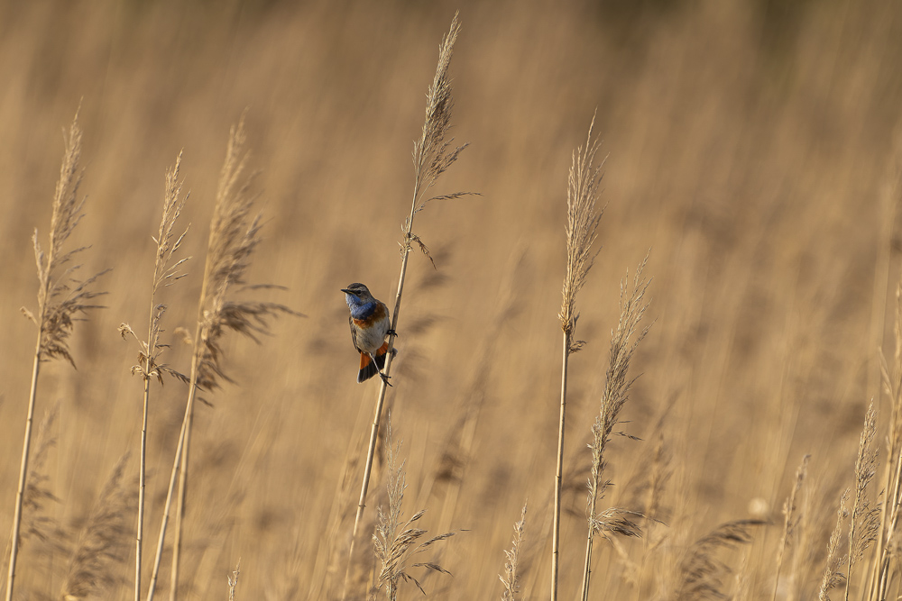 Platz 3 Kajetan Prinz